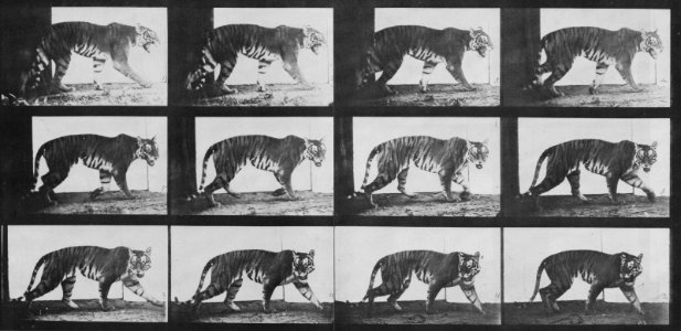Muybridge, Eadweard - Gehende Tigerin (0.75 Sekunden) (Zeno Fotografie)