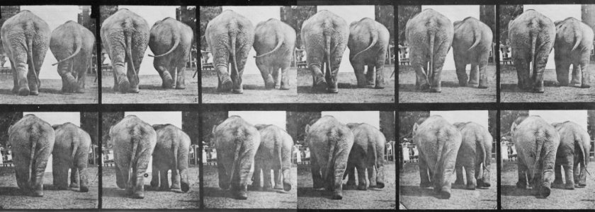 Muybridge, Eadweard - Gehender Elefant (0.86 Sekunden) (Zeno Fotografie)