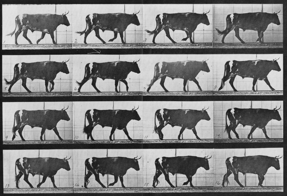 Muybridge, Eadweard - Gehender Ochse (0.46 Sekunden) (Zeno Fotografie)