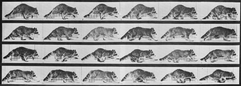 Muybridge, Eadweard - Gehender Waschbär, wechselt zum Galopp (0.32 Sekunden) (Zeno Fotografie)
