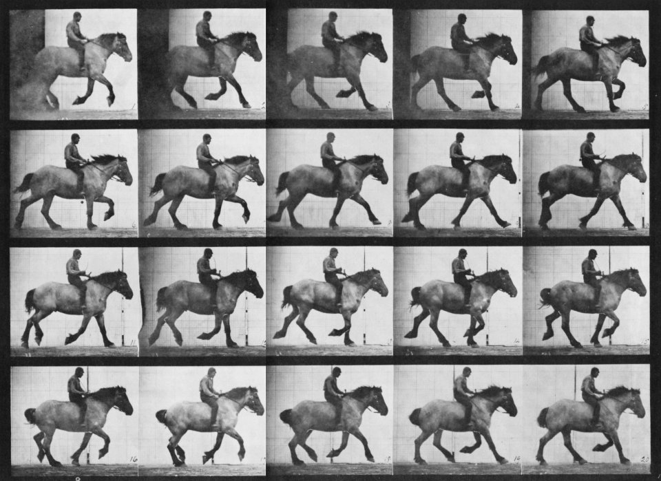 Muybridge, Eadweard - Hansel mit Reiter (0.36 Sekunden) (Zeno Fotografie)