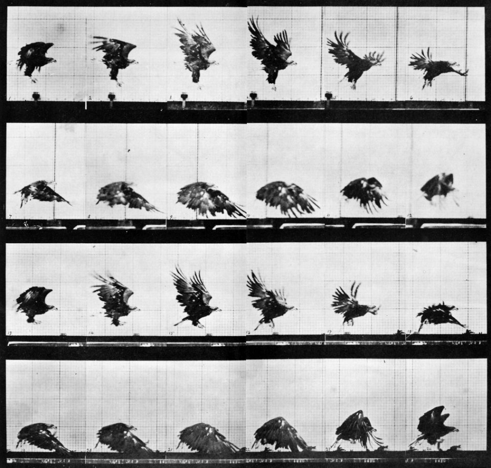 Muybridge, Eadweard - Nahe der Erde fliegender Adler (0.21 Sekunden) (Zeno Fotografie)