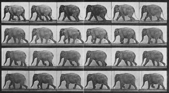 Muybridge, Eadweard - Schlendernder Elefant (0.36 Sekunden) (Zeno Fotografie)