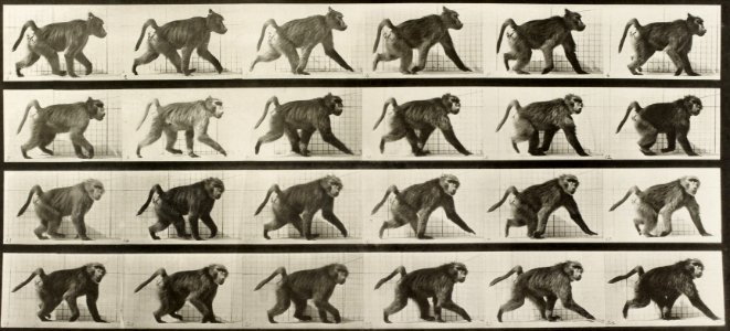 Muybridge baboon running 2 photo
