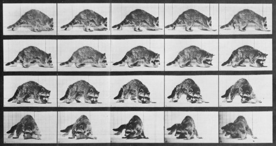 Muybridge, Eadweard - Sich umdrehender Waschbär (0.32 Sekunden) (Zeno Fotografie)