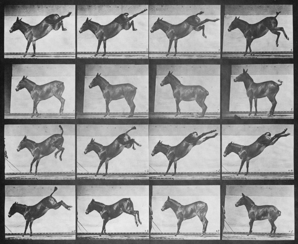 Muybridge, Eadweard - a.) Ruth ausschlagend (0.26 Sekunden) b.) Ruth ausschlagend (0.65 Sekunden) (Zeno Fotografie)