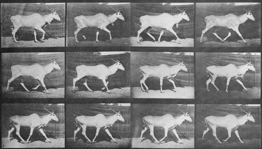 Muybridge, Eadweard - Trottender Eland (Zeno Fotografie)