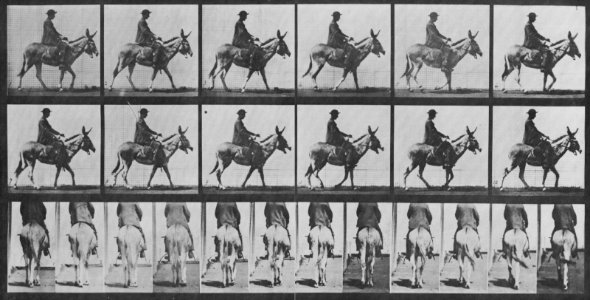 Muybridge, Eadweard - Zoospaziergang, mit Reiter (0.82 Sekunden) (Zeno Fotografie)