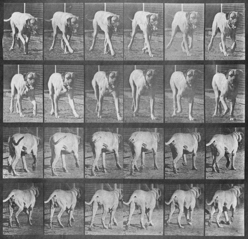 Muybridge, Eadweard - Dread, trottend (Zeno Fotografie)