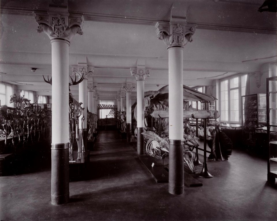 Muzeum zoologiczne we Wrocławiu (sala szkieletowa)