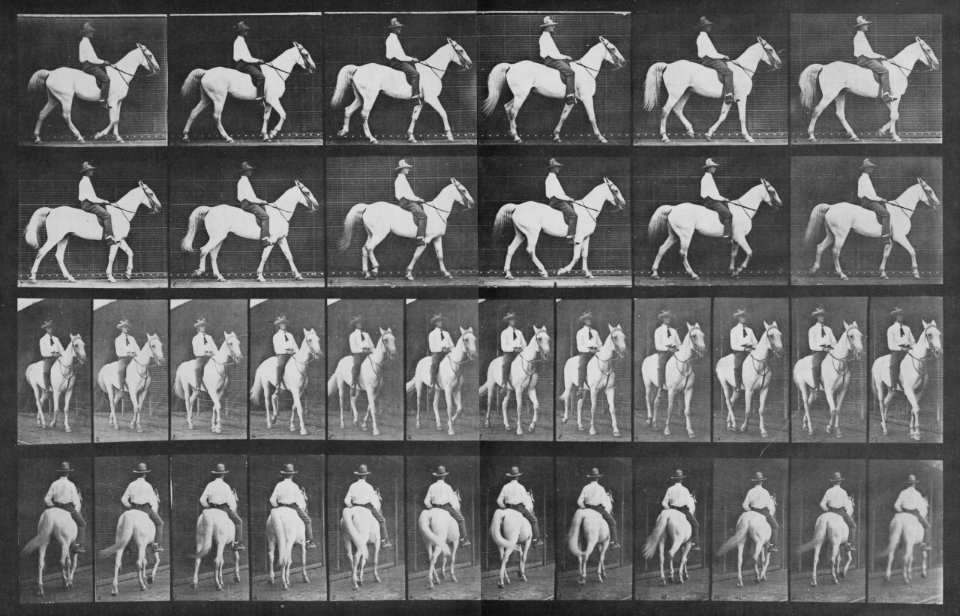 Muybridge, Eadweard - Elberon mit Reiter (1.26 Sekunden) (Zeno Fotografie)