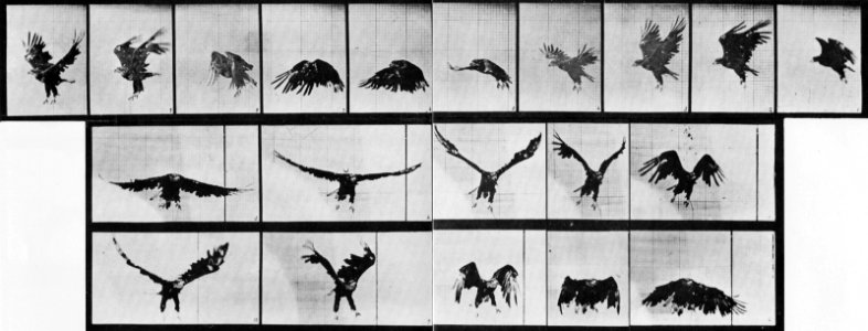 Muybridge, Eadweard - Fliegender Adler (0.40 Sekunden) (Zeno Fotografie)