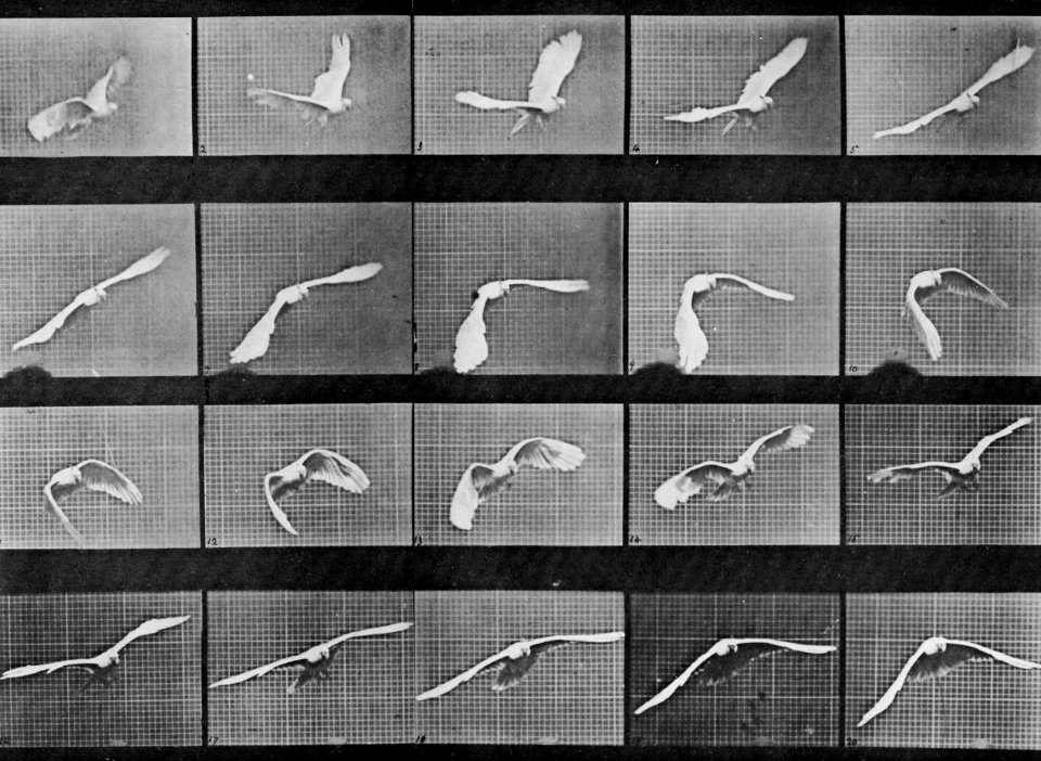 Muybridge, Eadweard - Fliegender Kakadu (0.16 Sekunden) (Zeno Fotografie)