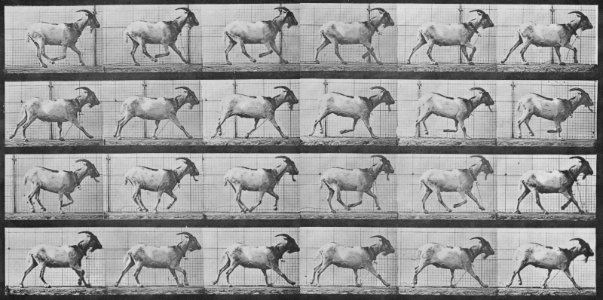 Muybridge, Eadweard - Galoppierende Ziege (0.29 Sekunden) (Zeno Fotografie)