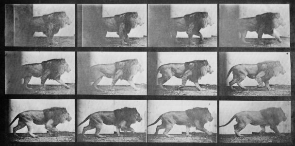 Muybridge, Eadweard - Gehender Löwe (0.75 Sekunden) (Zeno Fotografie)