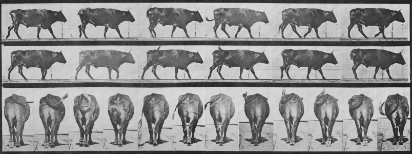 Muybridge, Eadweard - Gehender Ochse (1.15 Sekunden) (Zeno Fotografie)