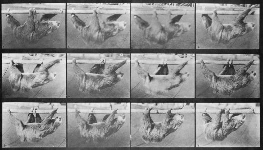 Muybridge, Eadweard - Gehendes Faultier, hängt von einer Stange (Zeno Fotografie)