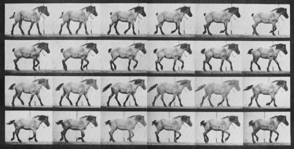 Muybridge, Eadweard - Hansel, trottend (0.42 Sekunden) (Zeno Fotografie)