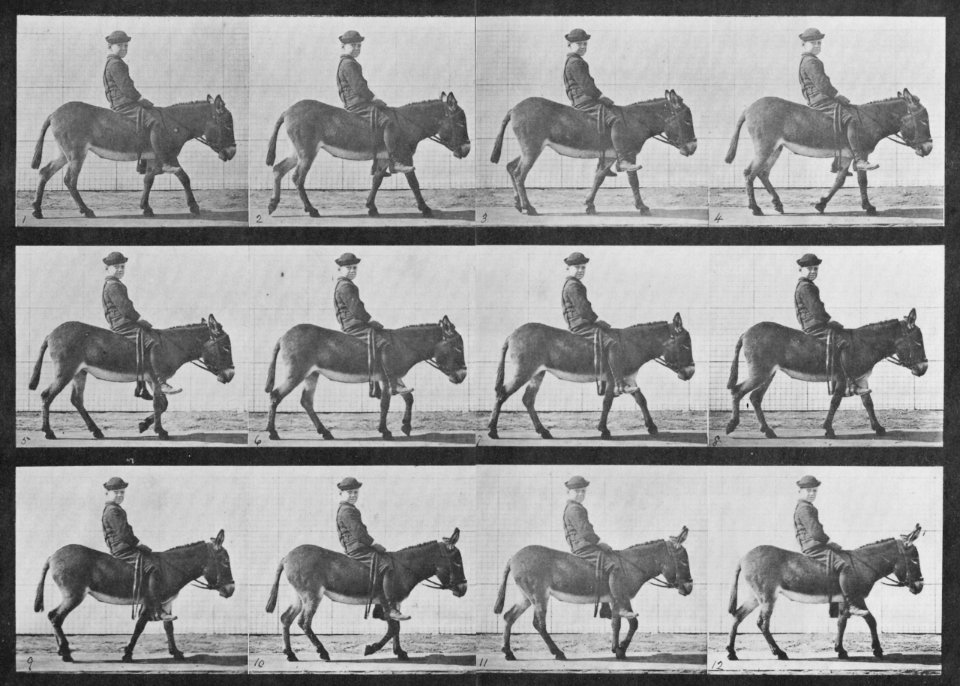Muybridge, Eadweard - Jennie mit Reiter gehend (0.94 Sekunden) (Zeno Fotografie)