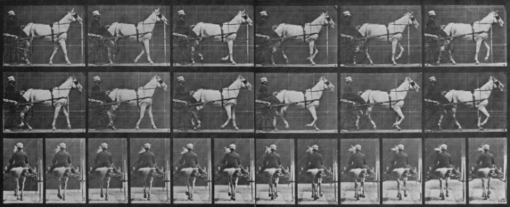 Muybridge, Eadweard - Katydid mit Sulky (0.62 Sekunden) (Zeno Fotografie)