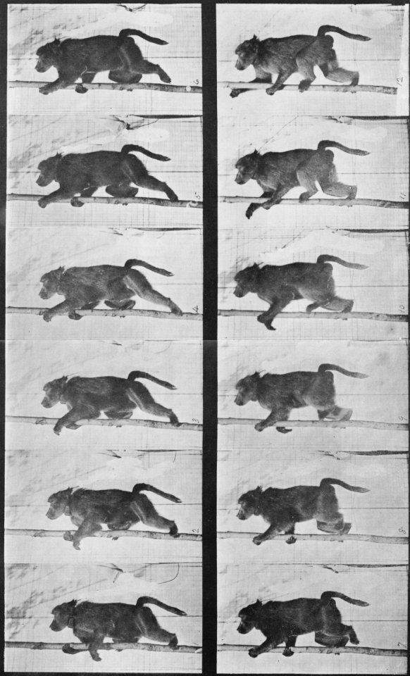 Muybridge, Eadweard - Pavian steigt auf einen Mast (0.41 Sekunden) (Zeno Fotografie)