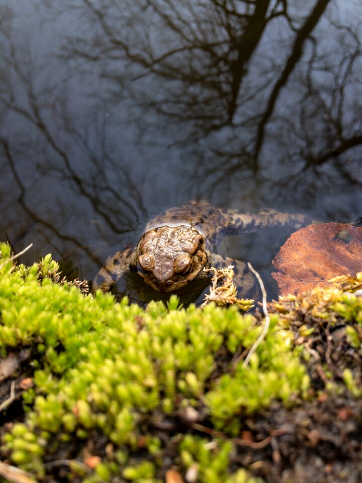 Lake moss wood
