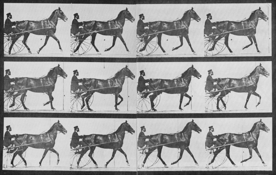 Muybridge, Eadweard - Reuben mit Sulky (0.51 Sekunden) (Zeno Fotografie)