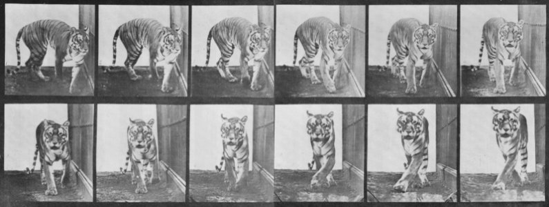 Muybridge, Eadweard - Sich umdrehende Tigerin (1.19 Sekunden) (Zeno Fotografie)