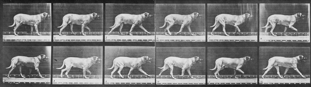 Muybridge, Eadweard - Smith geht, wechselt zu Trott (1.10 Sekunden) (Zeno Fotografie)