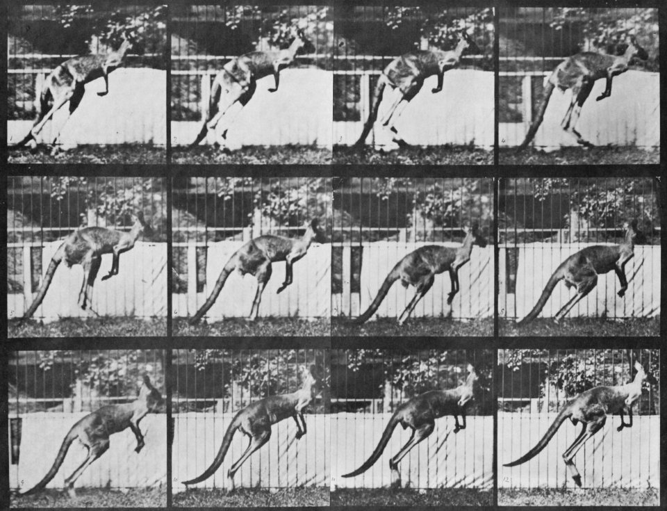 Muybridge, Eadweard - Springendes Känguru (0.64 Sekunden) (Zeno Fotografie)