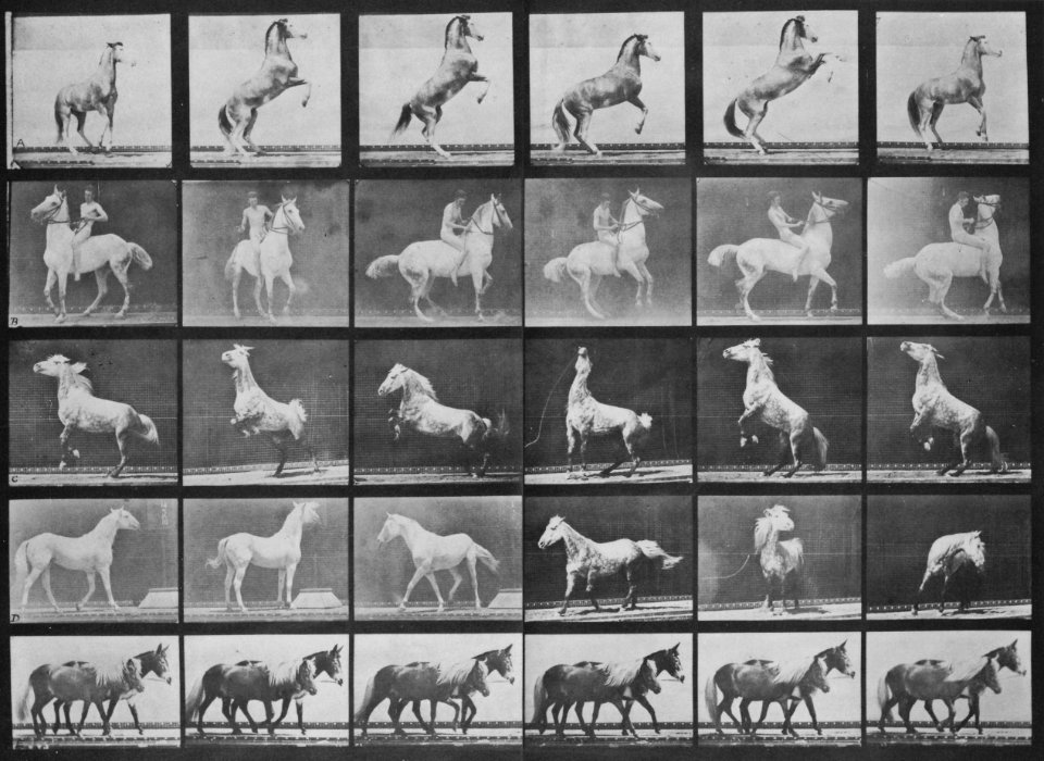 Muybridge, Eadweard - Zirkuspferd richtet sich auf, wendet u.s.w. (Zeno Fotografie)