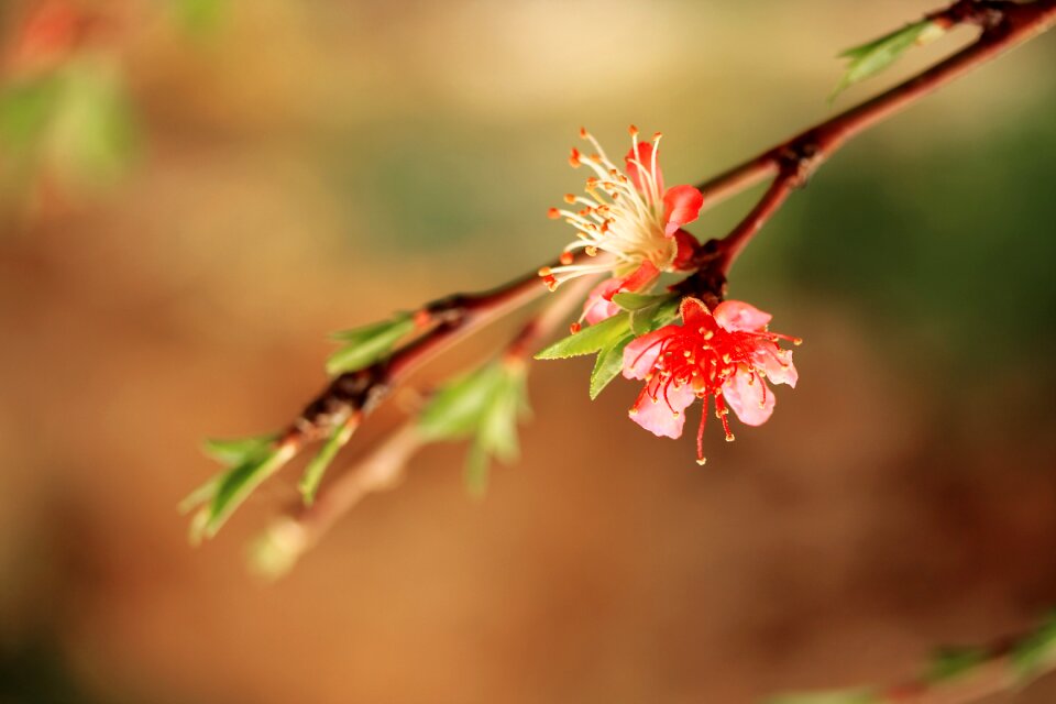 Nature tree background