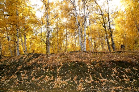 Birch golden autumn fall colors