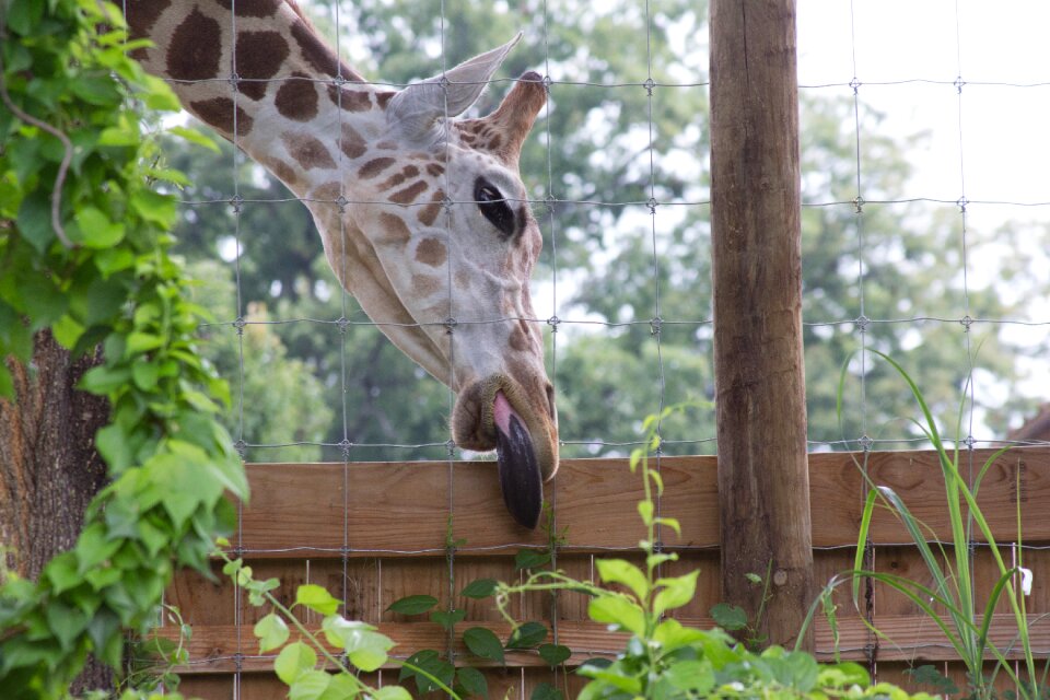 Giraffe animal tongue