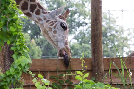 Giraffe animal tongue photo