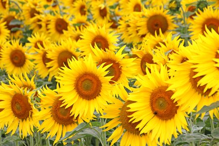 Summer floral sunflower photo