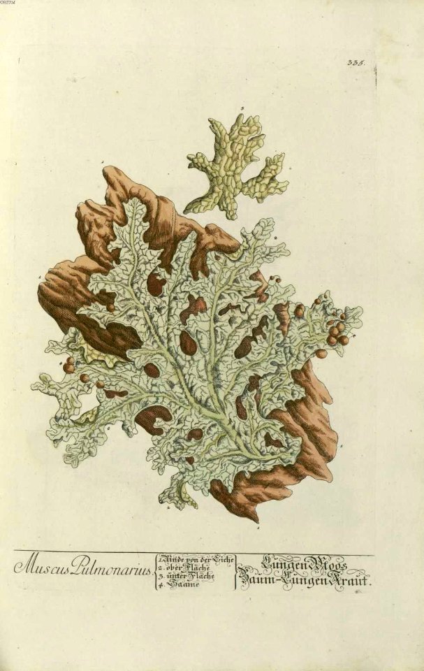 Muscus pulmonarius (illustration)