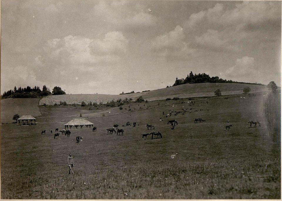 Mutterstuten und Fohlen auf der Weide in Ossiach. (BildID 15799874)