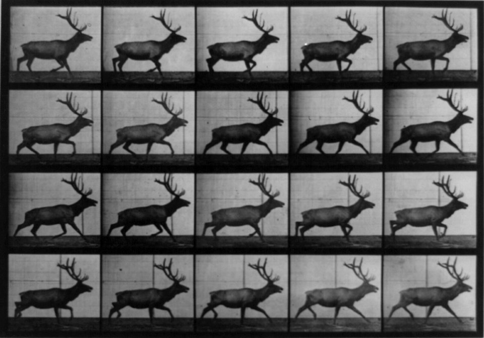 Muybridge elk running