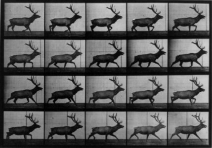 Muybridge elk running