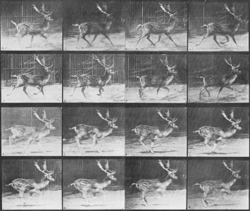 Muybridge, Eadweard - a.) Trottender Bock b.) Galoppierender Bock (Zeno Fotografie)