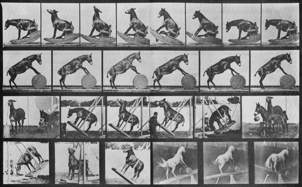 Muybridge, Eadweard - Denver macht verschiedene Kunststücken (Zeno Fotografie)