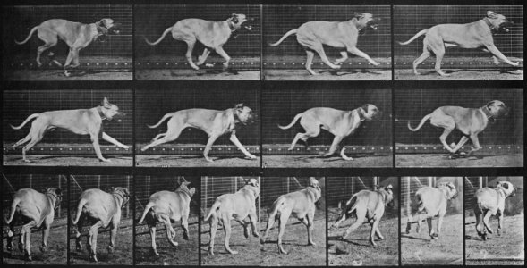 Muybridge, Eadweard - Dread, wendet im Galopp (Zeno Fotografie)