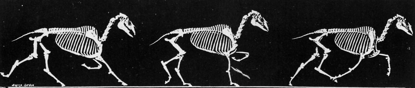 Muybridge, Eadweard - Einige Phasen im schnellen Trott eines Pferdes (Zeno Fotografie)