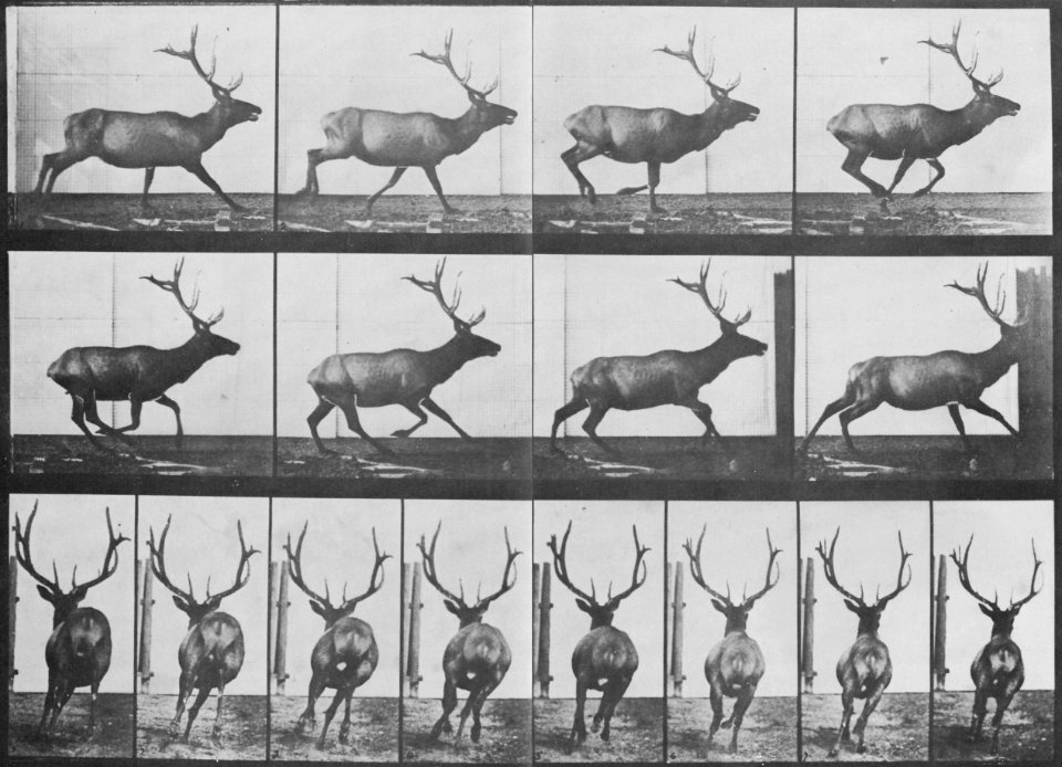 Muybridge, Eadweard - Elch in unregelmäßigem Galopp (0.51 Sekunden) (Zeno Fotografie)