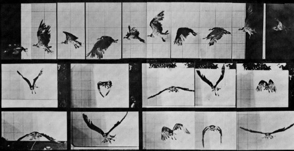Muybridge, Eadweard - Fliegender Falke (0.58 Sekunden) (Zeno Fotografie)