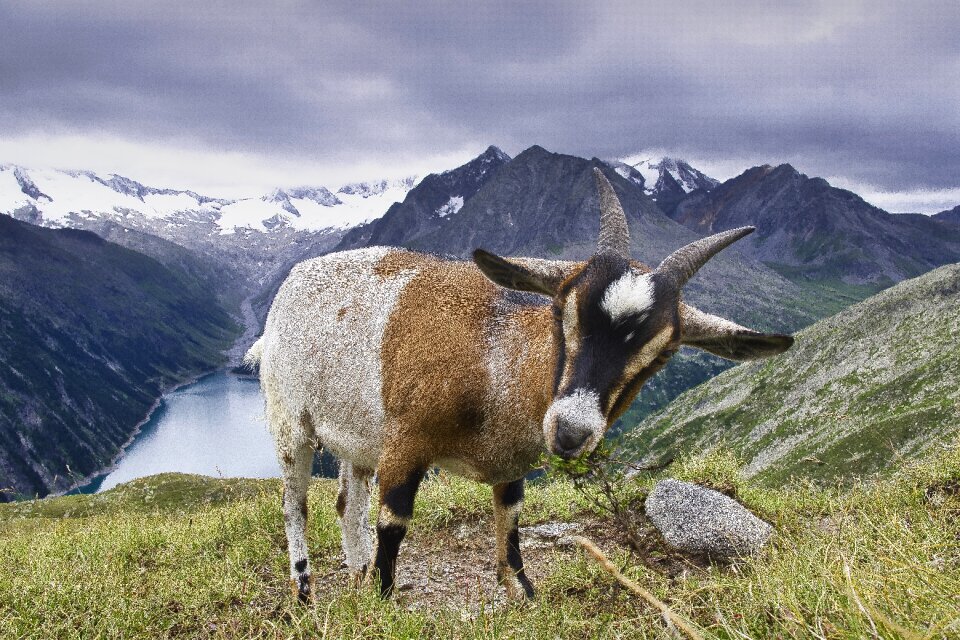 Tyrol animal mountains