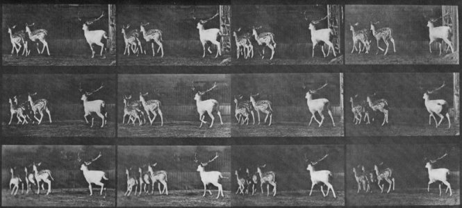 Muybridge, Eadweard - Galoppierender Bock und Dammhirschkühe (0.71 Sekunden) (Zeno Fotografie)