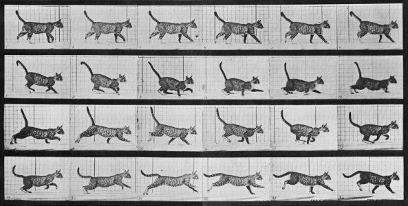 Muybridge, Eadweard - Gehende Katze, wechselt zum Galopp (0.31 Sekunden) (Zeno Fotografie)