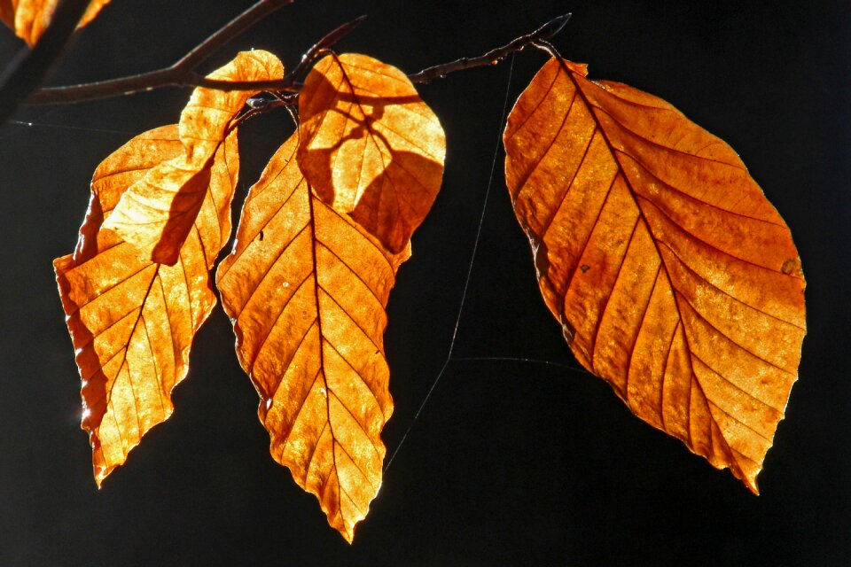 Nature forest fall foliage